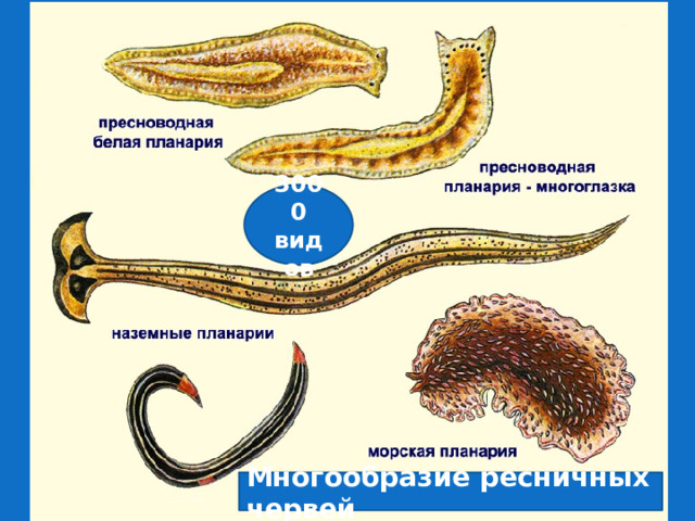 3000 видов Многообразие ресничных червей 