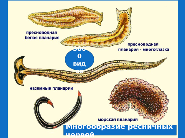 Виды белой планарии. Внешний вид белой планарии. Белая планария какой Тип. Белая планария род вид. Как размножается белая планария.