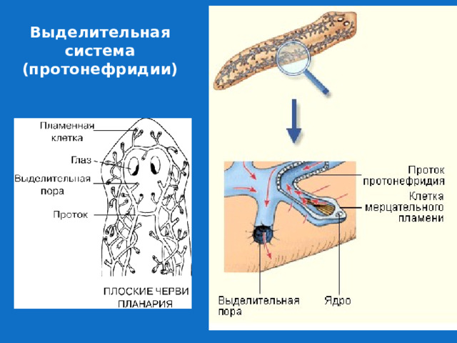 Выделительная система плоских червей