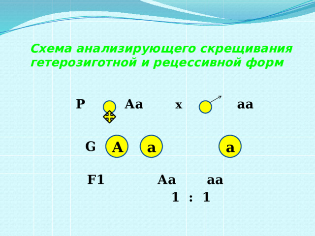 Схема анализирующего скрещивания гетерозиготной и рецессивной форм   Р  Аа   х аа       G      F1 Аа аа  1 : 1 А а а 