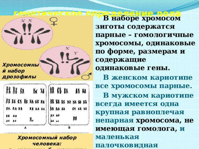 генетическое определение пола   В наборе хромосом зиготы содержатся парные – гомологичные хромосомы, одинаковые по форме, размерам и содержащие одинаковые гены. В женском кариотипе все хромосомы парные. В мужском кариотипе всегда имеется одна крупная равноплечая непарная хромосома, не имеющая гомолога, и маленькая палочковидная хромосома , встречающаяся только в кариотипе мужчин. Хромосомный набор дрозофилы Хромосомный набор человека:  а - мужчины, б - женщины 