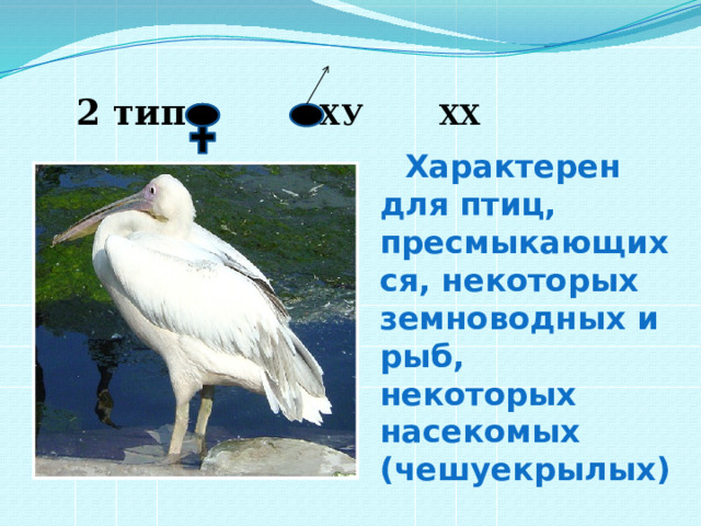  2 тип ХУ  ХХ Характерен для птиц, пресмыкающихся, некоторых земноводных и рыб, некоторых насекомых (чешуекрылых) 