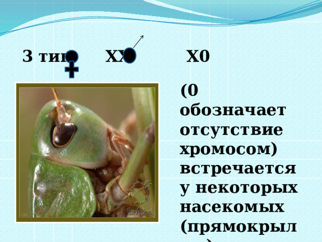  3 тип ХХ Х0 (0 обозначает отсутствие хромосом) встречается у некоторых насекомых (прямокрылые) 