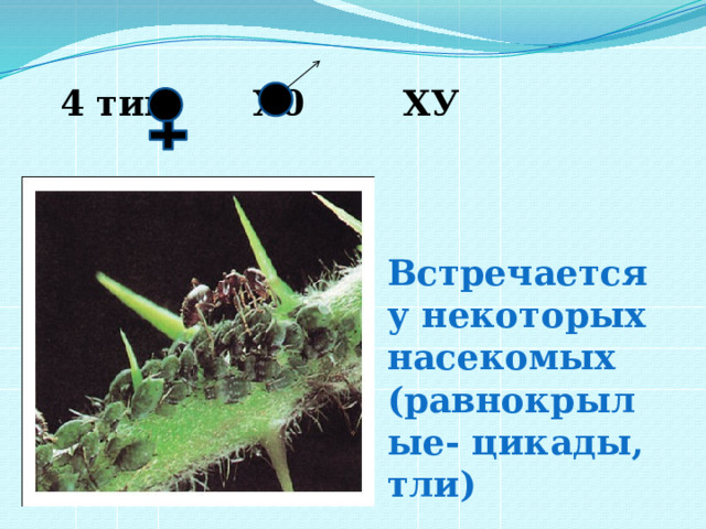    4 тип  Х0  ХУ    Встречается у некоторых насекомых (равнокрылые- цикады, тли) 