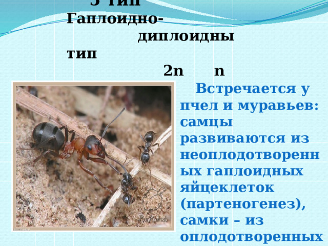  5 тип Гаплоидно-  диплоидны тип  2n n    Встречается у пчел и муравьев: самцы развиваются из неоплодотворенных гаплоидных яйцеклеток (партеногенез), самки – из оплодотворенных диплоидных) 