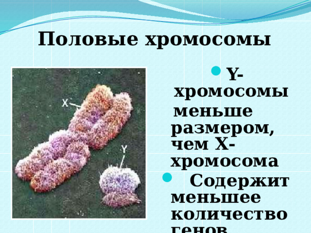 Половые хромосомы Y-хромосомы  меньше размером, чем Х-хромосома  Содержит меньшее количество генов 