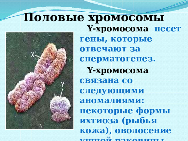 Половые хромосомы Y-хромосома несет гены, которые отвечают за сперматогенез. Y-хромосома связана со следующими аномалиями: некоторые формы ихтиоза (рыбья кожа), оволосение ушной раковины (гипертрихоз), перепонки между пальцами. 