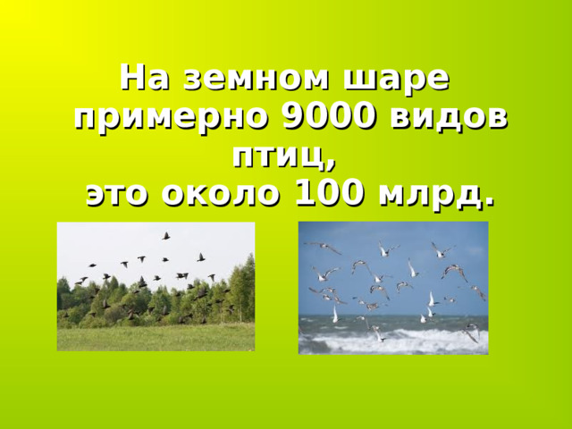 На земном шаре примерно 9000 видов птиц, это около 100 млрд.   