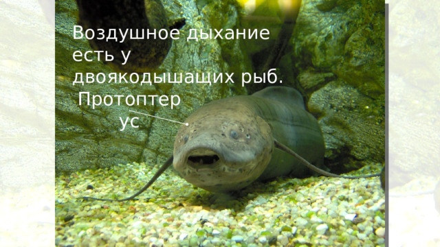 Воздушное дыхание есть у двоякодышащих рыб. Протоптерус 