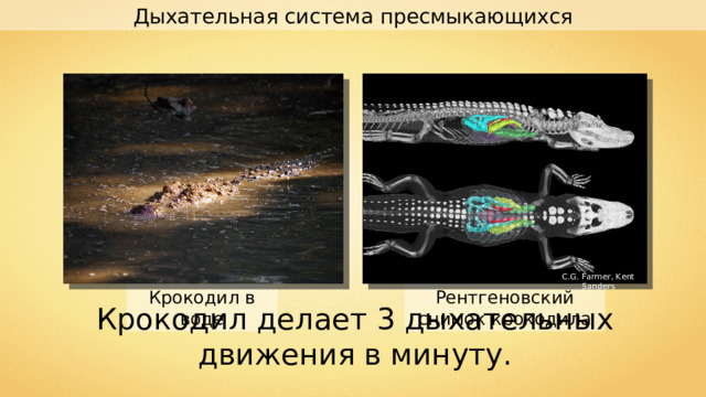 Дыхательная система пресмыкающихся C.G. Farmer, Kent Sanders Рентгеновский снимок крокодила Крокодил в воде Крокодил делает 3 дыхательных движения в минуту. 