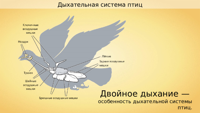 Дыхательная система птиц .. Двойное дыхание — особенность дыхательной системы птиц. 