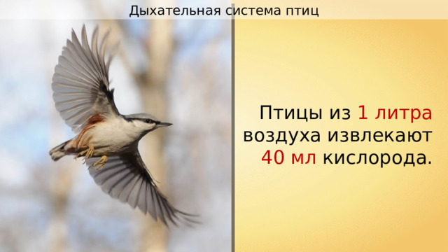 Дыхательная система птиц Птицы из 1 литра воздуха извлекают 40 мл кислорода. 