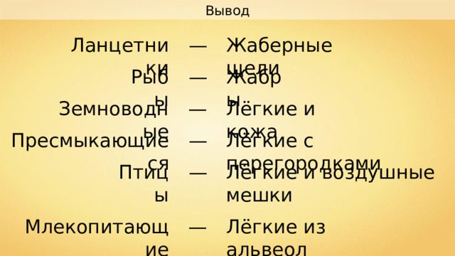 Вывод — Жаберные щели Ланцетники — Рыбы Жабры Земноводные Лёгкие и кожа — — Пресмыкающиеся Лёгкие с перегородками Птицы — Лёгкие и воздушные мешки Млекопитающие — Лёгкие из альвеол 
