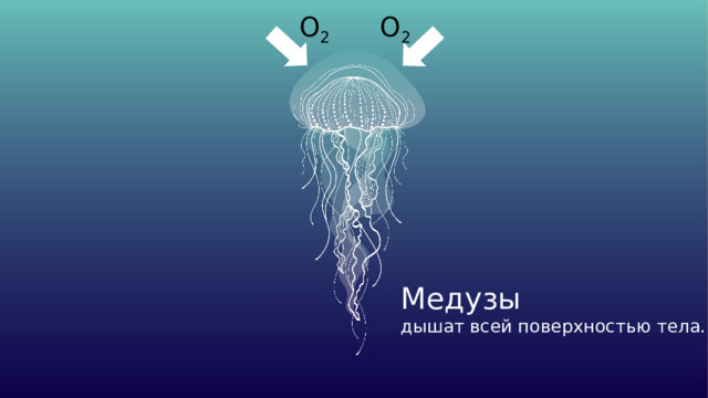 О 2 О 2 Медузы дышат всей поверхностью тела. 