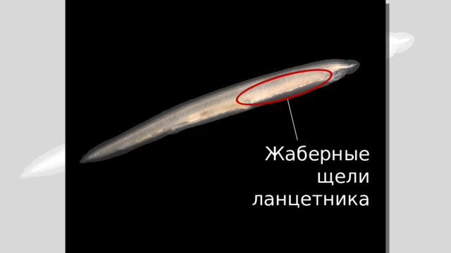 Жаберные щели ланцетника 