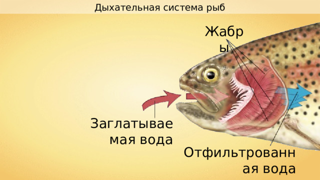 Дыхательная система рыб Жабры Заглатываемая вода Отфильтрованная вода 