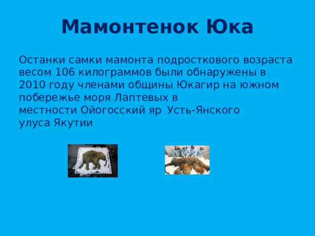 Мамонтенок Юка Останки самки мамонта подросткового возраста весом 106 килограммов были обнаружены в 2010 году членами общины Юкагир на южном побережье моря Лаптевых в местности Ойогосский яр   Усть-Янского улуса Якутии 