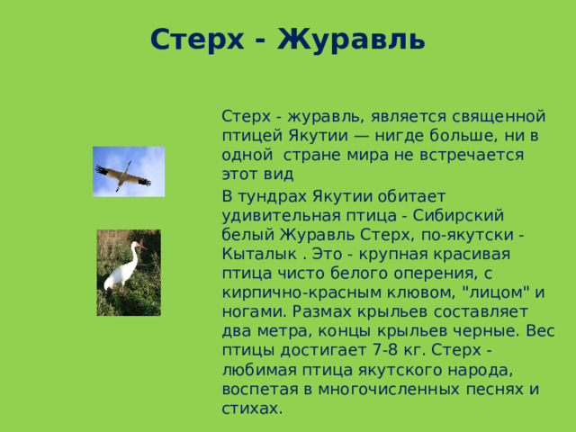 Стерх - Журавль Стерх - журавль, является священной птицей Якутии — нигде больше, ни в одной  стране мира не встречается этот вид В тундрах Якутии обитает удивительная птица - Сибирский белый Журавль Стерх, по-якутски - Кыталык . Это - крупная красивая птица чисто белого оперения, с кирпично-красным клювом, 