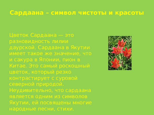 Сардаана – символ чистоты и красоты Цветок Сардаaна — это разновидность лилии даурской. Сардаaна в Якутии имеет такое же значение, что и сакура в Японии, пион в Китае. Это самый роскошный цветок, который резко контрастирует с суровой северной природой. Неудивительно, что сардаaна является одним из символов Якутии, ей посвящены многие народные песни, стихи. 