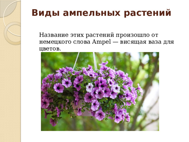 Виды ампельных растений    Название этих растений произошло от немецкого слова Ampel — висящая ваза для цветов.    