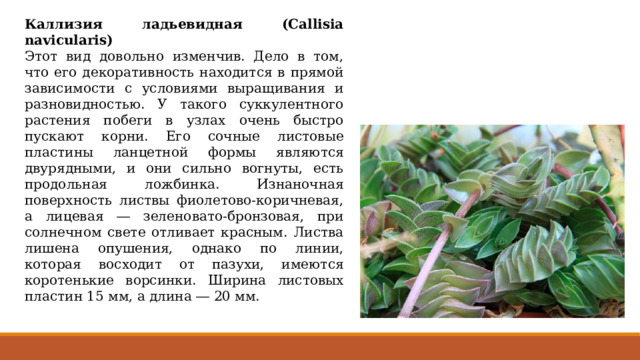 Каллизия ладьевидная (Callisia navicularis) Этот вид довольно изменчив. Дело в том, что его декоративность находится в прямой зависимости с условиями выращивания и разновидностью. У такого суккулентного растения побеги в узлах очень быстро пускают корни. Его сочные листовые пластины ланцетной формы являются двурядными, и они сильно вогнуты, есть продольная ложбинка. Изнаночная поверхность листвы фиолетово-коричневая, а лицевая ― зеленовато-бронзовая, при солнечном свете отливает красным. Листва лишена опушения, однако по линии, которая восходит от пазухи, имеются коротенькие ворсинки. Ширина листовых пластин 15 мм, а длина ― 20 мм. 
