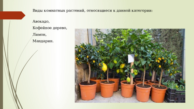 Виды комнатных растений, относящиеся к данной категории: Авокадо, Кофейное дерево, Лимон, Мандарин. 