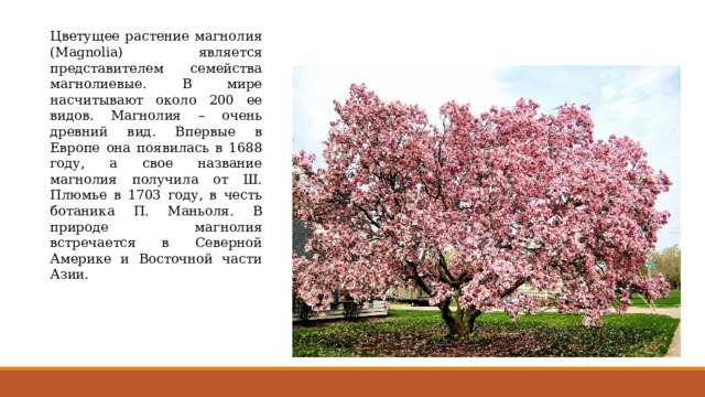 Цветущее растение магнолия (Magnolia) является представителем семейства магнолиевые. В мире насчитывают около 200 ее видов. Магнолия – очень древний вид. Впервые в Европе она появилась в 1688 году, а свое название магнолия получила от Ш. Плюмье в 1703 году, в честь ботаника П. Маньоля. В природе магнолия встречается в Северной Америке и Восточной части Азии. 