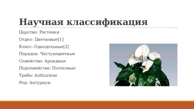 Научная классификация Царство: Растения Отдел: Цветковые[1] Класс: Однодольные[2] Порядок: Частухоцветные Семейство: Ароидные Подсемейство: Потосовые Триба: Anthurieae Род: Антуриум 