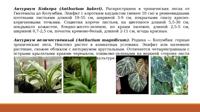 Антуриум Бэйкера (Anthurium bakeri). Распространен в тропических лесах от Гватемалы до Колумбии. Эпифит с коротким каудексом (менее 10 см) и ремневидными плотными листьями длиной 19-55 см, шириной 3-9 см, покрытыми снизу красно-коричневыми точками. Соцветия короче листьев, на цветоносе длиной 5,5-30 см, покрывало кожистое, бледно-желто-зеленое, по краям лиловое, длиной 2,5-5 см, шириной 0,7-2,5 см, початок кремово-белый, длиной 2-11 см, ягоды красные. Антуриум величественный (Anthurium magnificum). Родина — Колумбия: горные тропические леса. Неплохо растет в комнатных условиях. Эпифит или наземное растение, схожее обликом с антуриумом хрустальным. Отличается четырехгранным с острыми крылатыми краями черешком, оливково-зелеными на верхней стороне листа жилками, более длинным покрывалом. В культуре с 1865 года. 