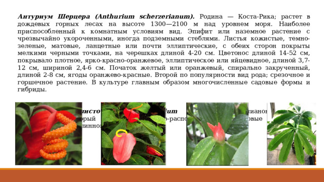 Антуриум Шерцера (Anthurium scherzerianum). Родина — Коста-Рика; растет в дождевых горных лесах на высоте 1300—2100 м над уровнем моря. Наиболее приспособленный к комнатным условиям вид. Эпифит или наземное растение с чрезвычайно укороченными, иногда подземными стеблями. Листья кожистые, темно-зеленые, матовые, ланцетные или почти эллиптические, с обеих сторон покрыты мелкими черными точками, на черешках длиной 4-20 см. Цветонос длиной 14-52 см, покрывало плотное, ярко-красно-оранжевое, эллиптическое или яйцевидное, длиной 3,7-12 см, шириной 2,4-6 см. Початок желтый или оранжевый, спирально закрученный, длиной 2-8 см, ягоды оранжево-красные. Второй по популярности вид рода; срезочное и горшечное растение. В культуре главным образом многочисленные садовые формы и гибриды.   Антуриум пятилисточковый (Anthurium pentaphyllum ) лиановидный вид антуриумов, который имеет пальчато-расположенные листовые пластинки, прикрепленные к длинному черешку. 