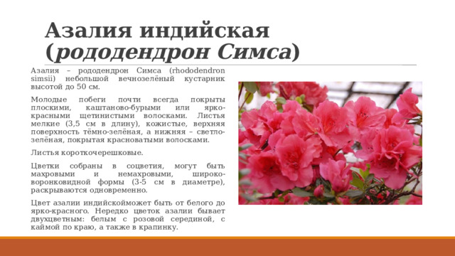 Азалия индийская ( рододендрон Симса ) Азалия – рододендрон Симса (rhododendron simsii) небольшой вечнозелёный кустарник высотой до 50 см. Молодые побеги почти всегда покрыты плоскими, каштаново-бурыми или ярко-красными щетинистыми волосками. Листья мелкие (3,5 см в длину), кожистые, верхняя поверхность тёмно-зелёная, а нижняя – светло-зелёная, покрытая красноватыми волосками. Листья короткочерешковые. Цветки собраны в соцветия, могут быть махровыми и немахровыми, широко-воронковидной формы (3-5 см в диаметре), раскрываются одновременно. Цвет азалии индийскойможет быть от белого до ярко-красного. Нередко цветок азалии бывает двухцветным: белым с розовой серединой, с каймой по краю, а также в крапинку. 