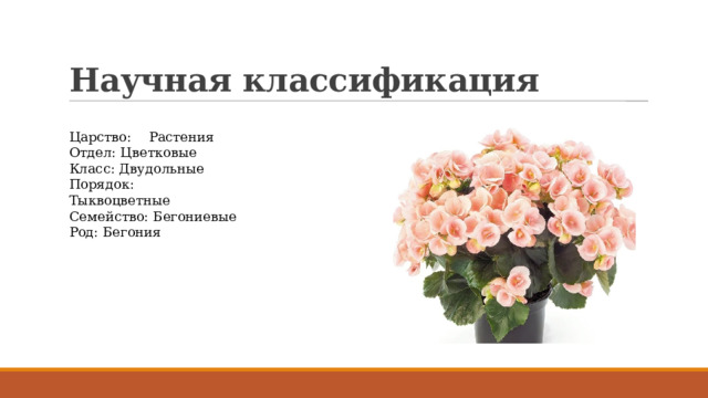 Научная классификация Царство:  Растения Отдел: Цветковые Класс: Двудольные Порядок:  Тыквоцветные Семейство: Бегониевые Род: Бегония 