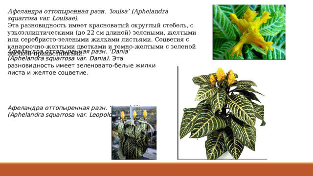 Афеландра оттопыренная разн. ‘louisa’ (Aphelandra squarrosa var. Louisae). Эта разновидность имеет красноватый округлый стебель, с узкоэллиптическими (до 22 см длиной) зелеными, желтыми или серебристо-зелеными жилками листьями. Соцветия с канареечно-желтыми цветками и темно-желтыми с зеленой жилкой прицветниками. Афеландра оттопыренная разн. ‘Dania’ (Aphelandra squarrosa var. Dania). Эта разновидность имеет зеленовато-белые жилки листа и желтое соцветие.  Афеландра оттопыренная разн. ‘Leopoldii’ (Aphelandra squarrosa var. Leopoldii). 