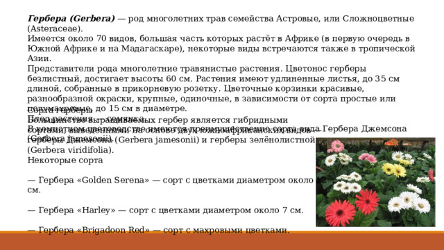 Гербера (Gerbera) — род многолетних трав семейства Астровые, или Сложноцветные (Asteraceae). Имеется около 70 видов, большая часть которых растёт в Африке (в первую очередь в Южной Африке и на Мадагаскаре), некоторые виды встречаются также в тропической Азии. Представители рода многолетние травянистые растения. Цветонос герберы безлистный, достигает высоты 60 см. Растения имеют удлиненные листья, до 35 см длиной, собранные в прикорневую розетку. Цветочные корзинки красивые, разнообразной окраски, крупные, одиночные, в зависимости от сорта простые или полумахровые, до 15 см в диаметре. Плод растения — семянка. В комнатном цветоводстве имеются преимущественно сорта вида Гербера Джемсона (Gerbera jamesonii). Сорта герберы Большинство выращиваемых гербер является гибридными сортами, выведенными на основе двух южноафриканских видов — герберы Джемсона (Gerbera jamesonii) и герберы зелёнолистной (Gerbera viridifolia). Некоторые сорта — Гербера «Golden Serena» — сорт с цветками диаметром около 12 см. — Гербера «Harley» — сорт с цветками диаметром около 7 см. — Гербера «Brigadoon Red» — сорт с махровыми цветками. 