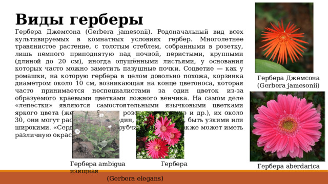 Виды герберы Гербера Джемсона (Gerbera jamesonii). Родоначальный вид всех культивируемых в комнатных условиях гербер. Многолетнее травянистое растение, с толстым стеблем, собранными в розетку, лишь немного приподнятую над почвой, перистыми, крупными (длиной до 20 см), иногда опушёнными листьями, у основания которых часто можно заметить пазушные почки. Соцветие — как у ромашки, на которую гербера в целом довольно похожа, корзинка диаметром около 10 см, возникающая на конце цветоноса, которая часто принимается неспециалистами за один цветок из-за образуемого краевыми цветками ложного венчика. На самом деле «лепестки» являются самостоятельными язычковыми цветками яркого цвета (желтого, белого, розового, красного и др.), их около 30, они могут располагаться в один, два и три ряда, быть узкими или широкими. «Сердцевинка» из трубчатых цветков также может иметь различную окраску. Гербера Джемсона (Gerbera jamesonii) Гербера aberdarica Гербера ambigua Гербера изящная    (Gerbera elegans ) 