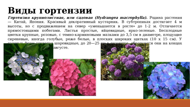 Виды гортензии Гортензия крупнолистная, или садовая (Hydrangea macrophylla). Родина растения — Китай, Япония. Красивый декоративный кустарник. В субтропиках достигает 4 м высоты, но с продвижением на север «уменьшается в росте» до 1-2 м. Отличается прямостоящими побегами. Листья простые, яйцевидные, ярко-зеленые. Бесплодные цветки крупные, розовые, с темно-карминовыми мазками до 3,5 см в диаметре, плодущие сиреневые, иногда голубые, реже белые, в плоских широких щитках (10 х 15 см). У садовых форм соцветия шаровидные, до 20—25 см в диаметре, образуются они на концах побегов. Цветет в июле-августе. 