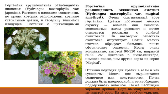 Гортензия крупнолистная разновидность японская (Hydrangea macrophylla var. japonica). Растение с плоскими соцветиями, по краям которых расположены крупные стерильные цветки, а середину занимают плодущие. Растения с щитковидными цветками очень изящны. Гортензия крупнолистная разновидность мэджикал аметист (Hydrangea macrophylla var. magical amethyst). Очень оригинальный сорт гортензии. Цветки постоянно меняют окраску — вначале они лимонно-зеленоватые, затем розовеют и потом становятся розовыми с зелёной окантовкой. На некоторых лепестках окантовка отсутствует. Сотни мелких цветков образуют большие, почти сферические соцветия. Кусты очень компактные, высотой 90-120 см, шириной 60-90 см. Цветение в июле-сентябре, немного позже, чем другие сорта из серии 'Magical'. Отлично подходят для срезки в вазы и как сухоцветы. Место для выращивания солнечное или полутенистое. Почва должна быть плодородной, и ее необходимо поддерживать влажной. Также необходим хороший дренаж. Сорт высокоустойчив к мучнистой росе. На зиму требует укрытия. Температура должна быть не ниже -230С. 