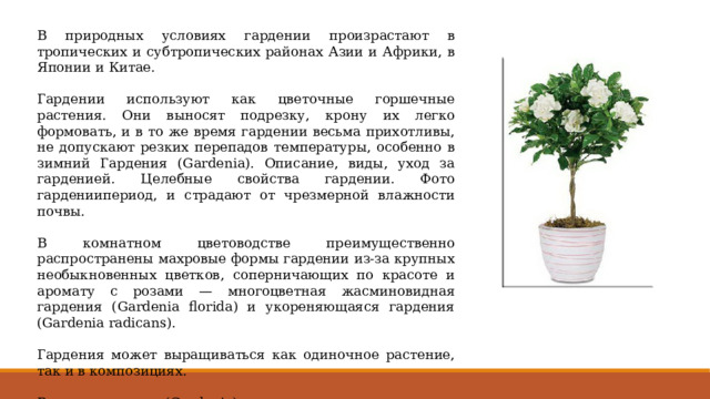 В природных условиях гардении произрастают в тропических и субтропических районах Азии и Африки, в Японии и Китае. Гардении используют как цветочные горшечные растения. Они выносят подрезку, крону их легко формовать, и в то же время гардении весьма прихотливы, не допускают резких перепадов температуры, особенно в зимний Гардения (Gardenia). Описание, виды, уход за гарденией. Целебные свойства гардении. Фото гардениипериод, и страдают от чрезмерной влажности почвы. В комнатном цветоводстве преимущественно распространены махровые формы гардении из-за крупных необыкновенных цветков, соперничающих по красоте и аромату с розами — многоцветная жасминовидная гардения (Gardenia florida) и укореняющаяся гардения (Gardenia radicans). Гардения может выращиваться как одиночное растение, так и в композициях. Род гардения (Gardenia) насчитывает по разным источникам от 60 до 250 видов растений семейства мареновых. 