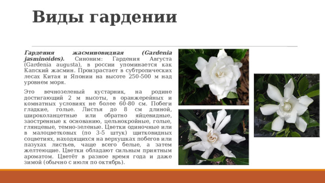 Виды гардении   Гардения жасминовидная (Gardenia jasminoides). Синоним: Гардения Августа (Gardenia augusta), в россии упоминается как Капский жасмин. Произрастает в субтропических лесах Китая и Японии на высоте 250-500 м над уровнем моря. Это вечнозеленый кустарник, на родине достигающий 2 м высоты, в оранжерейных и комнатных условиях не более 60-80 см. Побеги гладкие, голые. Листья до 8 см длиной, широколанцетные или обратно яйцевидные, заостренные к основанию, цельнокройные, голые, глянцевые, темно-зеленые. Цветки одиночные или в малоцветковых (по 3-5 штук) щитковидных соцветиях, находящихся на верхушках побегов или пазухах листьев, чаще всего белые, а затем желтеющие. Цветки обладают сильным приятным ароматом. Цветёт в разное время года и даже зимой (обычно с июля по октябрь). 