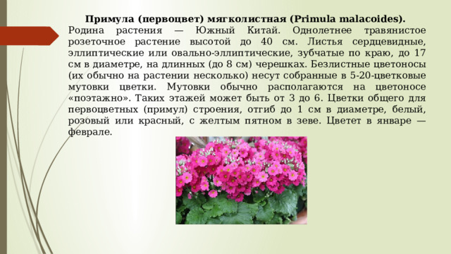 Примула (первоцвет) мягколистная (Primula malacoides). Родина растения — Южный Китай. Однолетнее травянистое розеточное растение высотой до 40 см. Листья сердцевидные, эллиптические или овально-эллиптические, зубчатые по краю, до 17 см в диаметре, на длинных (до 8 см) черешках. Безлистные цветоносы (их обычно на растении несколько) несут собранные в 5-20-цветковые мутовки цветки. Мутовки обычно располагаются на цветоносе «поэтажно». Таких этажей может быть от 3 до 6. Цветки общего для первоцветных (примул) строения, отгиб до 1 см в диаметре, белый, розовый или красный, с желтым пятном в зеве. Цветет в январе — феврале. 