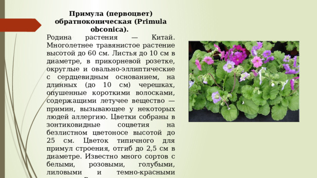 Примула (первоцвет) обратноконическая (Primula obconica). Родина растения — Китай. Многолетнее травянистое растение высотой до 60 см. Листья до 10 см в диаметре, в прикорневой розетке, округлые и овально-эллиптические с сердцевидным основанием, на длинных (до 10 см) черешках, опушенные короткими волосками, содержащими летучее вещество — примин, вызывающее у некоторых людей аллергию. Цветки собраны в зонтиковидные соцветия на безлистном цветоносе высотой до 25 см. Цветок типичного для примул строения, отгиб до 2,5 см в диаметре. Известно много сортов с белыми, розовыми, голубыми, лиловыми и темно-красными цветками. Выведены сорта с низким содержанием примина или совсем лишенные его. 
