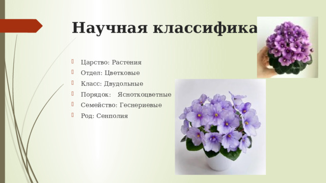 Научная классификация Царство: Растения Отдел: Цветковые Класс: Двудольные Порядок:  Ясноткоцветные Семейство: Геснериевые Род: Сенполия 