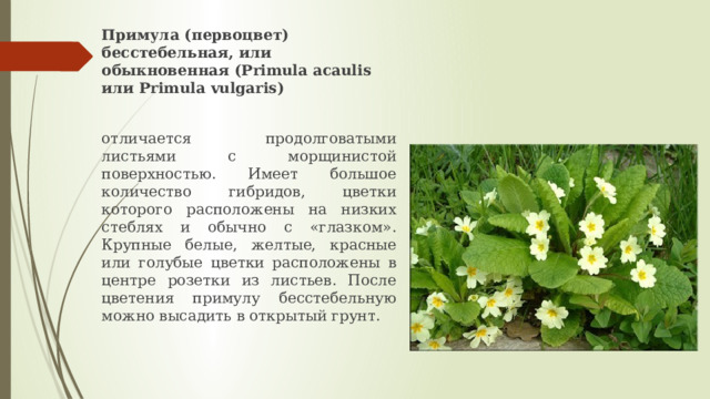 Примула (первоцвет) бесстебельная, или обыкновенная (Primula acaulis или Primula vulgaris)  отличается продолговатыми листьями с морщинистой поверхностью. Имеет большое количество гибридов, цветки которого расположены на низких стеблях и обычно с «глазком». Крупные белые, желтые, красные или голубые цветки расположены в центре розетки из листьев. После цветения примулу бесстебельную можно высадить в открытый грунт. 