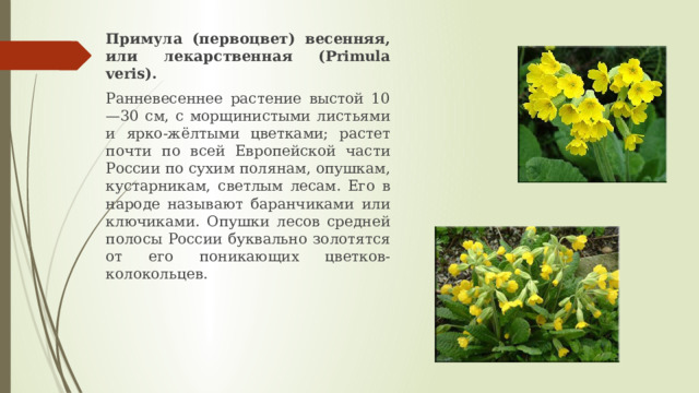 Примула (первоцвет) весенняя, или лекарственная (Primula veris). Ранневесеннее растение выстой 10—30 см, с морщинистыми листьями и ярко-жёлтыми цветками; растет почти по всей Европейской части России по сухим полянам, опушкам, кустарникам, светлым лесам. Его в народе называют баранчиками или ключиками. Опушки лесов средней полосы России буквально золотятся от его поникающих цветков-колокольцев. 