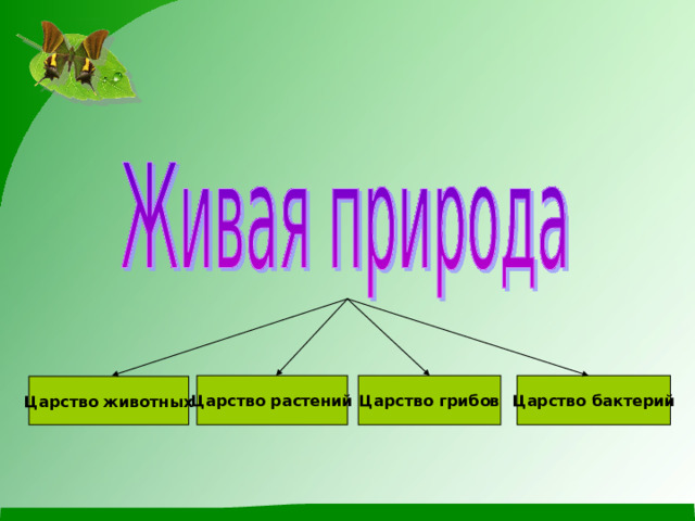 Царство растений Царство грибов Царство бактерий Царство животных 