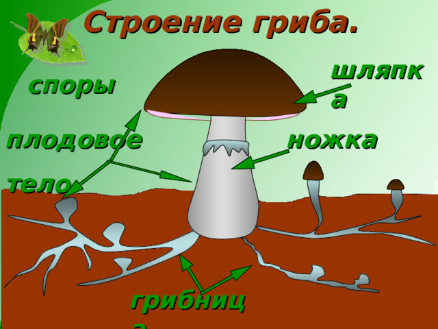 Строение гриба. шляпка споры ножка плодовое тело грибница 
