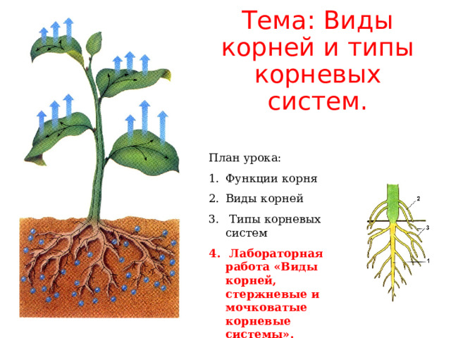 Тема: Виды корней и типы корневых систем. План урока: Функции корня Виды корней  Типы корневых систем  Лабораторная работа «Виды корней, стержневые и мочковатые корневые системы».  