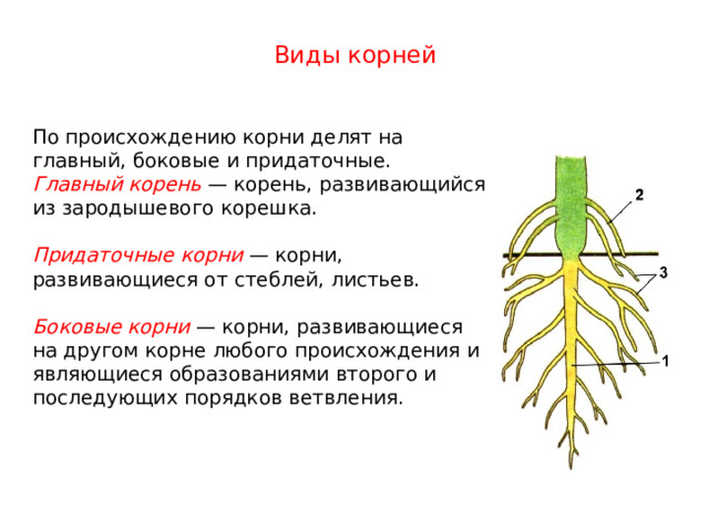Виды корней По происхождению корни делят на главный, боковые и придаточные. Главный корень — корень, развивающийся из зародышевого корешка. Придаточные корни — корни, развивающиеся от стеблей, листьев.  Боковые корни — корни, развивающиеся на другом корне любого происхождения и являющиеся образованиями второго и последующих порядков ветвления.  