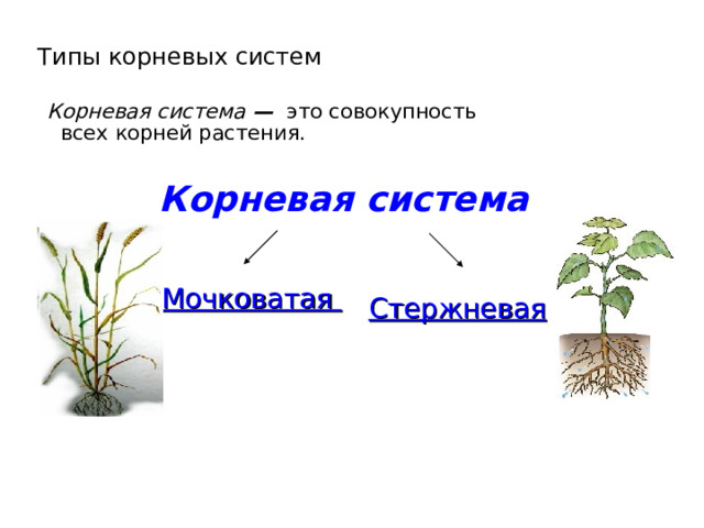 Типы корневых систем Корневая система — это совокупность всех корней растения. Корневая система Мочковатая Стержневая  