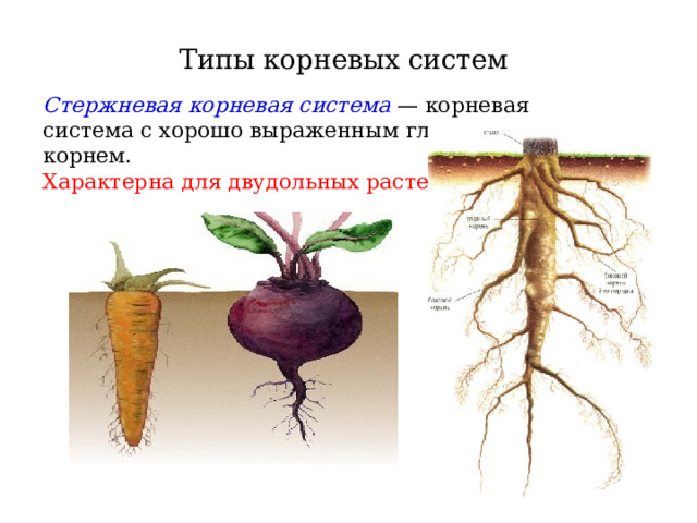 Типы корневых систем Стержневая корневая система — корневая система с хорошо выраженным главным корнем. Характерна для двудольных растений.  